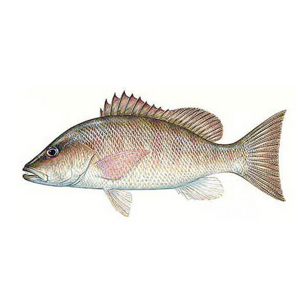 Pescados enteros de mar MIXTOS (cabrilla, rabirubia, caballerote, pargo o cubereta) ( 5 lbs ) Pescados enteros de mar MIXTOS (cabrilla, rabirubia, caballerote, pargo o cubereta) ( 5 lbs )