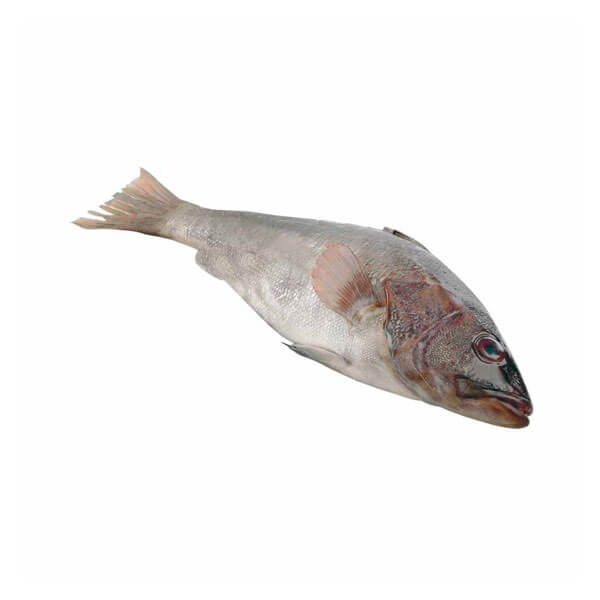 Pescados enteros de mar MIXTOS (cabrilla, rabirubia, caballerote, pargo o cubereta) ( 5 lbs ) Pescados enteros de mar MIXTOS (cabrilla, rabirubia, caballerote, pargo o cubereta) ( 5 lbs )
