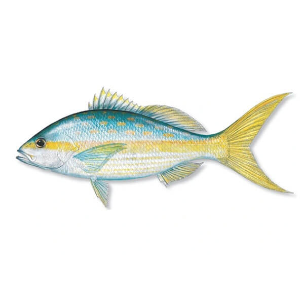 Pescados enteros de mar MIXTOS (cabrilla, rabirubia, caballerote, pargo o cubereta) ( 5 lbs ) Pescados enteros de mar MIXTOS (cabrilla, rabirubia, caballerote, pargo o cubereta) ( 5 lbs )